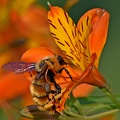 Orange Bumblebee female