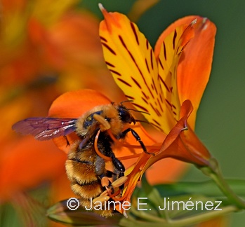Orange Bumblebee female