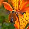 Orange Bumblebee female