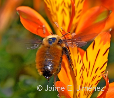 Orange Bumblebee female