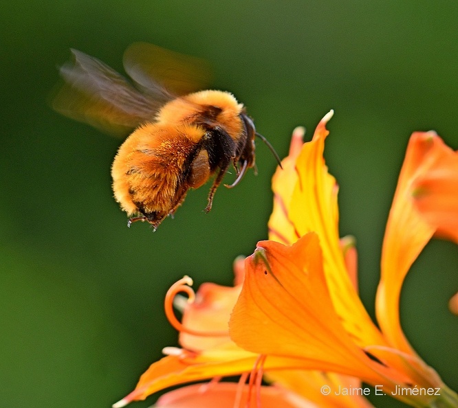 Orange_Bumblebee_Bombus_dahlbomii_Osorno_Chile_9.jpg