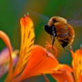 Orange Bumblebee female