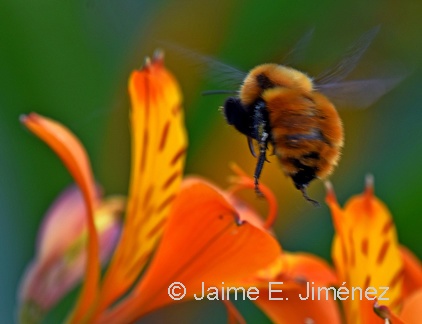 Orange Bumblebee female