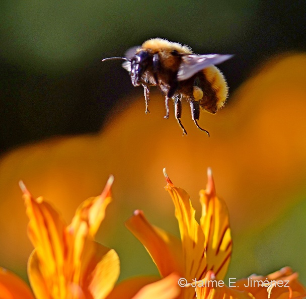Orange_Bumblebee_Osorno_Chile_9.jpg