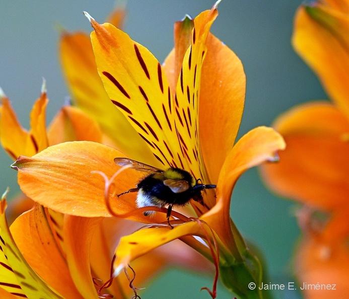 Buff-tailed_Bumblebee_Bombus_terrestris_Osorno_Chile.jpg