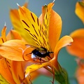 Buff-tailed Bumblebee