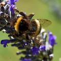Buff-tailed Bumblebee