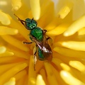 Metallic Green Bee