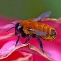 Megachilidae