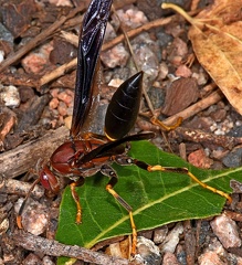 Red Wasp