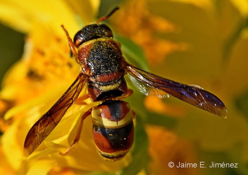 Wasp_Vespidae_Clear_Creek_TX_3.jpg