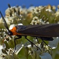 Yellow-Collared Scape Moth