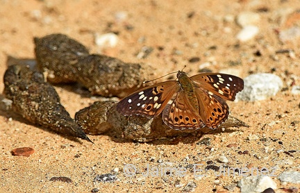 Hackberry Emperor