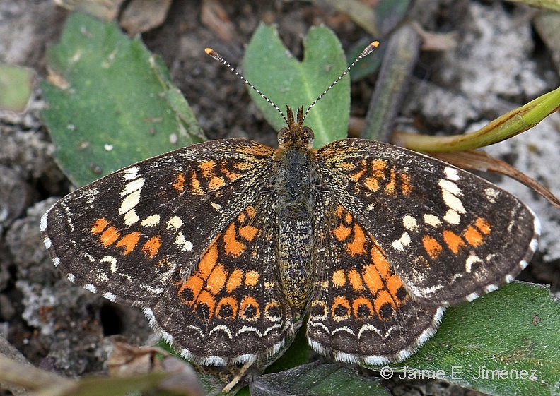 Phaeon_Crescent_Phyciodes_phaeon_Clear_Creek_TX_3.jpg