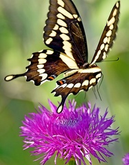 Giant Swallowtail