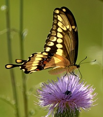 Giant Swallowtail
