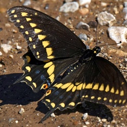 Lepidoptera (Butterfies, Moths)
