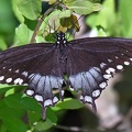 Spicebush Swallowtail male
