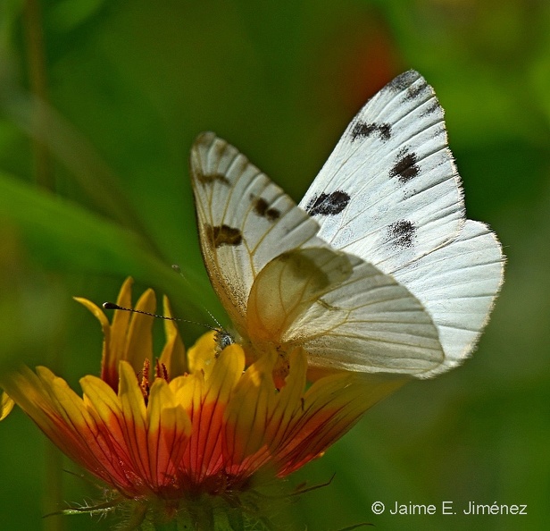 Checkered_White_male_Pontia_protodice_LLELA_TX.jpg