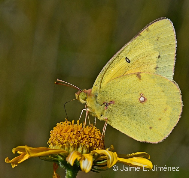 Orange_Sulphur_Colias_eurytheme_male_Clear_Creek_TX_2.jpg