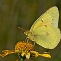 Orange Sulphur male