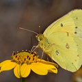 Orange Sulphur male
