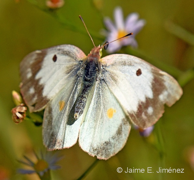 Orange_Sulphur_female_Colias_eurytheme_LLELA_TX_LLELA_TX_3.jpg