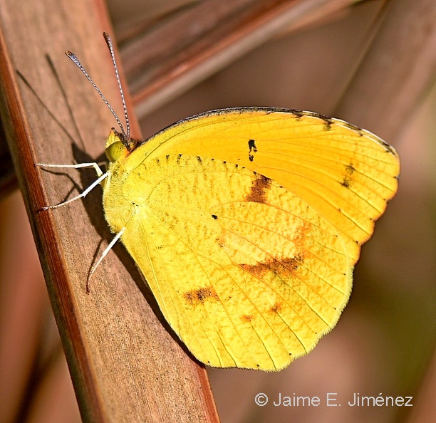 Slippy_Orange_Eurema_nicippe_LLELA_TX.jpg
