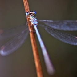 Odonata (Dragonflies, Damselflies)