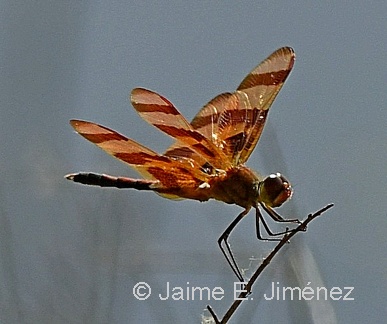Halloween Pennant female