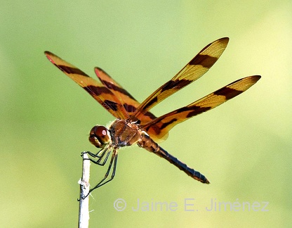 Halloween Pennant female
