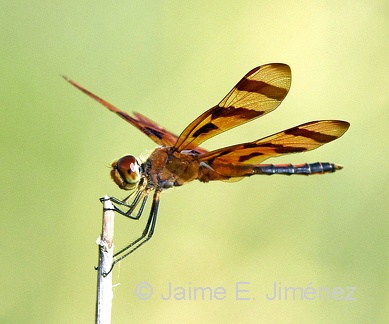 Halloween Pennant female