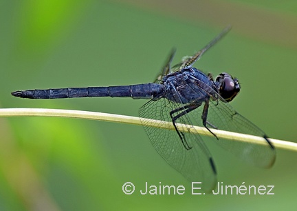 Slaty Skimmer