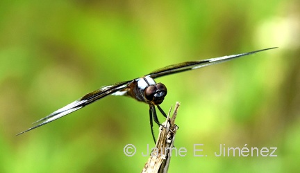 Widow Skimmer male