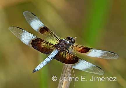 Widow Skimmer male