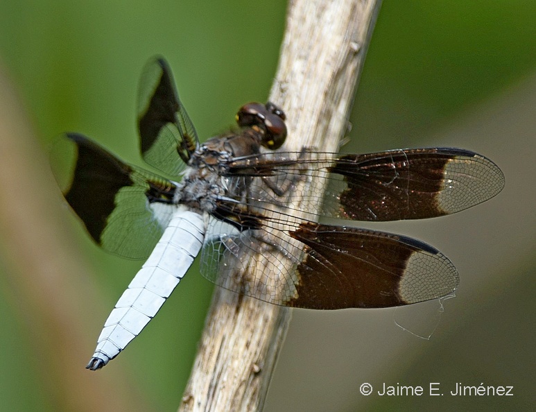 Common_Whitetail_Plathemis_lydia_Clear_Creek_TX_2.jpg