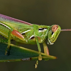 Acrididae (Grasshoppers)