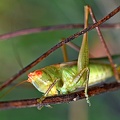 Katydid Clear Creek TX