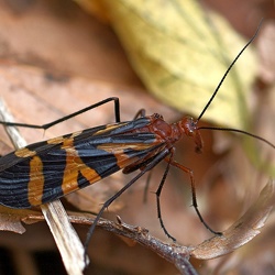Mecoptera (Scorpionflies)