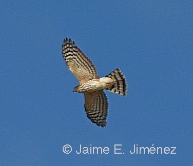Sharp-shinned Hawk