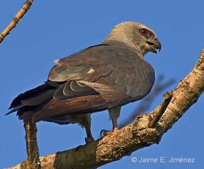 Mississippi_Kite_Ictinia_mississippiensis_Denton_TX.jpg