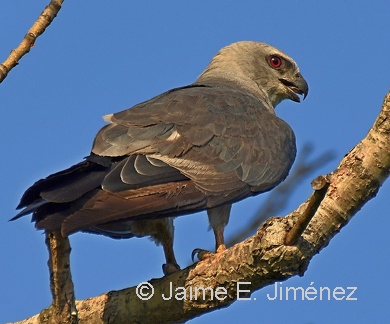 Mississippi Kite