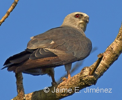Mississippi Kite