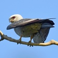 Mississippi Kite