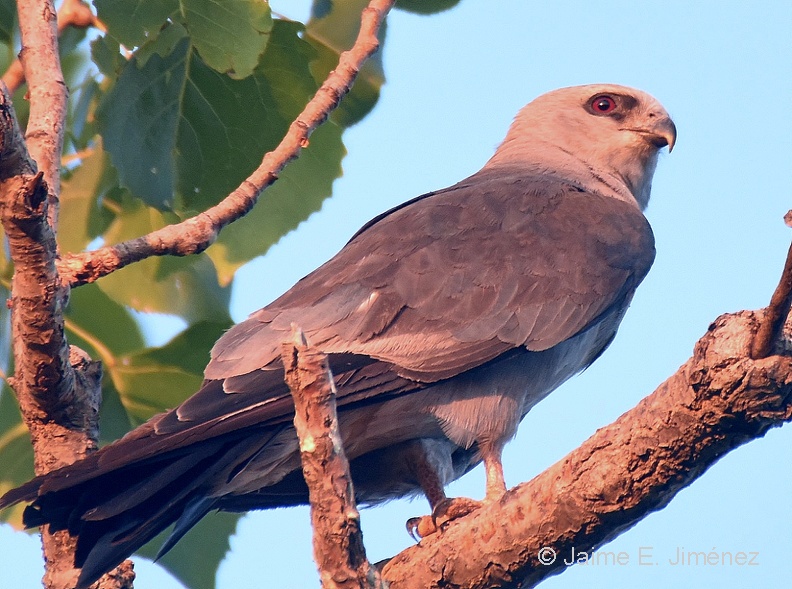 Mississippi_Kite_Ictinia_mississippiensis_Denton_TX_4.jpg