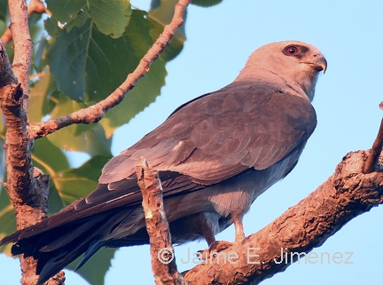 Mississippi Kite