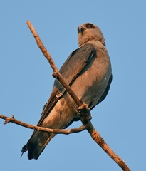 Mississippi Kite