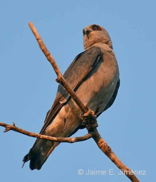 Mississippi_Kite_Ictinia_mississippiensis_Denton_TX_5.jpg