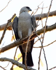 Mississippi Kite