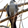 Mississippi Kite